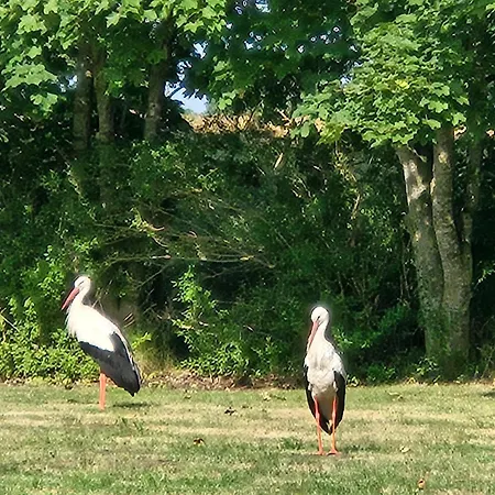 09 Gaenseweide - Hof Wiesengrund 公寓 Parchtitz