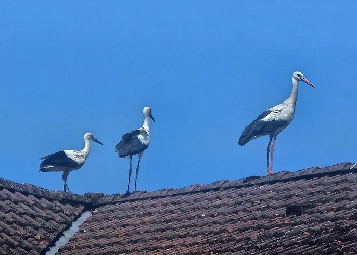 09 Gaenseweide - Hof Wiesengrund Lejlighed *