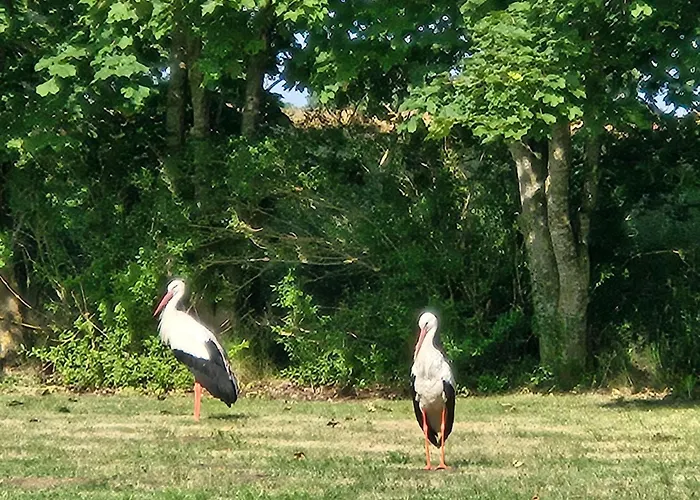 09 Gaenseweide - Hof Wiesengrund Lejlighed Parchtitz